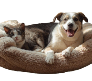 Pets Beds