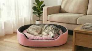 dog bed, premium dog bed, orthopedic dog bed, soft dog bed, pet bed for dogs, comfortable dog bed, washable dog bed, dog bed with cushion, premium orthopedic dog bed for large dogs, soft and comfortable dog bed with cushion, durable dog bed with PU foam support, luxury pet bed for small and medium dogs, breathable dog bed for summer and winter, stylish modern dog bed for home, lightweight dog bed easy to carry, dog bed with bone shape pillow, buy dog bed online India, best dog bed for home use, affordable premium dog bed, high quality pet bed India, dog bed under budget, cozy dog bed, luxury pet comfort bed, soft plush dog bed, designer dog bed, pet sleeping bed, dog sofa bed, dog lounger bed, pet sofa bed, round dog bed, donut dog bed, calming dog bed, anti anxiety dog bed, raised edge dog bed, bolster dog bed, dog bed with side support, dog bed with high walls, puppy bed, small dog bed, medium dog bed, large dog bed, extra large dog bed, indoor dog bed, home pet bed, dog sleeping cushion, thick padded dog bed, fluffy dog bed, soft foam dog bed, PU foam dog bed, fiber filled dog bed, eco friendly dog bed, skin friendly dog bed, hypoallergenic dog bed, non toxic pet bed, durable pet bedding, long lasting dog bed, tear resistant dog bed, chew resistant dog bed, easy to clean dog bed, machine washable pet bed, removable cover dog bed, portable dog bed, travel dog bed, foldable dog bed, lightweight pet bed, luxury dog sofa, premium pet mattress, designer pet furniture, modern pet bed, aesthetic dog bed, comfortable pet mattress, pet relaxation bed, cozy pet nest, warm dog bed for winter, cool breathable dog bed for summer, all season dog bed, anti slip base dog bed, waterproof dog bed, indoor luxury pet bed, dog bed for crate, dog bed for living room, pet accessories dog bed, best selling dog bed, trending pet products, affordable pet bedding India, online pet supplies India