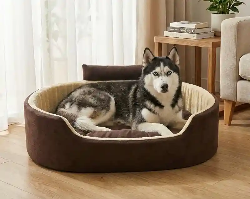 Brown Cream Dog Bed With Collar Bolster Orthopedic Dog Bed, dog bed, premium dog bed, orthopedic dog bed, soft dog bed, pet bed for dogs, comfortable dog bed, washable dog bed, dog bed with cushion, premium orthopedic dog bed for large dogs, soft and comfortable dog bed with cushion, durable dog bed with PU foam support, luxury pet bed for small and medium dogs, breathable dog bed for summer and winter, stylish modern dog bed for home, lightweight dog bed easy to carry, dog bed with bone shape pillow, buy dog bed online India, best dog bed for home use, affordable premium dog bed, high quality pet bed India, dog bed under budget, cozy dog bed, luxury pet comfort bed, soft plush dog bed, designer dog bed, pet sleeping bed, dog sofa bed, dog lounger bed, pet sofa bed, round dog bed, donut dog bed, calming dog bed, anti anxiety dog bed, raised edge dog bed, bolster dog bed, dog bed with side support, dog bed with high walls, puppy bed, small dog bed, medium dog bed, large dog bed, extra large dog bed, indoor dog bed, home pet bed, dog sleeping cushion, thick padded dog bed, fluffy dog bed, soft foam dog bed, PU foam dog bed, fiber filled dog bed, eco friendly dog bed, skin friendly dog bed, hypoallergenic dog bed, non toxic pet bed, durable pet bedding, long lasting dog bed, tear resistant dog bed, chew resistant dog bed, easy to clean dog bed, machine washable pet bed, removable cover dog bed, portable dog bed, travel dog bed, foldable dog bed, lightweight pet bed, luxury dog sofa, premium pet mattress, designer pet furniture, modern pet bed, aesthetic dog bed, comfortable pet mattress, pet relaxation bed, cozy pet nest, warm dog bed for winter, cool breathable dog bed for summer, all season dog bed, anti slip base dog bed, waterproof dog bed, indoor luxury pet bed, dog bed for crate, dog bed for living room, pet accessories dog bed, best selling dog bed, trending pet products, affordable pet bedding India, online pet supplies India