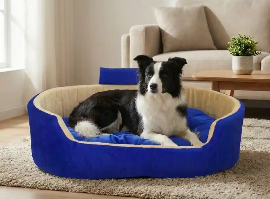Blue Cream Dog Bed With Collar Bolster Orthopedic Dog Bed, dog bed, premium dog bed, orthopedic dog bed, soft dog bed, pet bed for dogs, comfortable dog bed, washable dog bed, dog bed with cushion, premium orthopedic dog bed for large dogs, soft and comfortable dog bed with cushion, durable dog bed with PU foam support, luxury pet bed for small and medium dogs, breathable dog bed for summer and winter, stylish modern dog bed for home, lightweight dog bed easy to carry, dog bed with bone shape pillow, buy dog bed online India, best dog bed for home use, affordable premium dog bed, high quality pet bed India, dog bed under budget, cozy dog bed, luxury pet comfort bed, soft plush dog bed, designer dog bed, pet sleeping bed, dog sofa bed, dog lounger bed, pet sofa bed, round dog bed, donut dog bed, calming dog bed, anti anxiety dog bed, raised edge dog bed, bolster dog bed, dog bed with side support, dog bed with high walls, puppy bed, small dog bed, medium dog bed, large dog bed, extra large dog bed, indoor dog bed, home pet bed, dog sleeping cushion, thick padded dog bed, fluffy dog bed, soft foam dog bed, PU foam dog bed, fiber filled dog bed, eco friendly dog bed, skin friendly dog bed, hypoallergenic dog bed, non toxic pet bed, durable pet bedding, long lasting dog bed, tear resistant dog bed, chew resistant dog bed, easy to clean dog bed, machine washable pet bed, removable cover dog bed, portable dog bed, travel dog bed, foldable dog bed, lightweight pet bed, luxury dog sofa, premium pet mattress, designer pet furniture, modern pet bed, aesthetic dog bed, comfortable pet mattress, pet relaxation bed, cozy pet nest, warm dog bed for winter, cool breathable dog bed for summer, all season dog bed, anti slip base dog bed, waterproof dog bed, indoor luxury pet bed, dog bed for crate, dog bed for living room, pet accessories dog bed, best selling dog bed, trending pet products, affordable pet bedding India, online pet supplies India