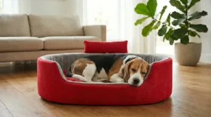 dog bed, premium dog bed, orthopedic dog bed, soft dog bed, pet bed for dogs, comfortable dog bed, washable dog bed, dog bed with cushion, premium orthopedic dog bed for large dogs, soft and comfortable dog bed with cushion, durable dog bed with PU foam support, luxury pet bed for small and medium dogs, breathable dog bed for summer and winter, stylish modern dog bed for home, lightweight dog bed easy to carry, dog bed with bone shape pillow, buy dog bed online India, best dog bed for home use, affordable premium dog bed, high quality pet bed India, dog bed under budget, cozy dog bed, luxury pet comfort bed, soft plush dog bed, designer dog bed, pet sleeping bed, dog sofa bed, dog lounger bed, pet sofa bed, round dog bed, donut dog bed, calming dog bed, anti anxiety dog bed, raised edge dog bed, bolster dog bed, dog bed with side support, dog bed with high walls, puppy bed, small dog bed, medium dog bed, large dog bed, extra large dog bed, indoor dog bed, home pet bed, dog sleeping cushion, thick padded dog bed, fluffy dog bed, soft foam dog bed, PU foam dog bed, fiber filled dog bed, eco friendly dog bed, skin friendly dog bed, hypoallergenic dog bed, non toxic pet bed, durable pet bedding, long lasting dog bed, tear resistant dog bed, chew resistant dog bed, easy to clean dog bed, machine washable pet bed, removable cover dog bed, portable dog bed, travel dog bed, foldable dog bed, lightweight pet bed, luxury dog sofa, premium pet mattress, designer pet furniture, modern pet bed, aesthetic dog bed, comfortable pet mattress, pet relaxation bed, cozy pet nest, warm dog bed for winter, cool breathable dog bed for summer, all season dog bed, anti slip base dog bed, waterproof dog bed, indoor luxury pet bed, dog bed for crate, dog bed for living room, pet accessories dog bed, best selling dog bed, trending pet products, affordable pet bedding India, online pet supplies India
