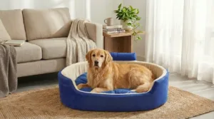 Bolster Orthopedic Dog Bed, dog bed, premium dog bed, orthopedic dog bed, soft dog bed, pet bed for dogs, comfortable dog bed, washable dog bed, dog bed with cushion, premium orthopedic dog bed for large dogs, soft and comfortable dog bed with cushion, durable dog bed with PU foam support, luxury pet bed for small and medium dogs, breathable dog bed for summer and winter, stylish modern dog bed for home, lightweight dog bed easy to carry, dog bed with bone shape pillow, buy dog bed online India, best dog bed for home use, affordable premium dog bed, high quality pet bed India, dog bed under budget, cozy dog bed, luxury pet comfort bed, soft plush dog bed, designer dog bed, pet sleeping bed, dog sofa bed, dog lounger bed, pet sofa bed, round dog bed, donut dog bed, calming dog bed, anti anxiety dog bed, raised edge dog bed, bolster dog bed, dog bed with side support, dog bed with high walls, puppy bed, small dog bed, medium dog bed, large dog bed, extra large dog bed, indoor dog bed, home pet bed, dog sleeping cushion, thick padded dog bed, fluffy dog bed, soft foam dog bed, PU foam dog bed, fiber filled dog bed, eco friendly dog bed, skin friendly dog bed, hypoallergenic dog bed, non toxic pet bed, durable pet bedding, long lasting dog bed, tear resistant dog bed, chew resistant dog bed, easy to clean dog bed, machine washable pet bed, removable cover dog bed, portable dog bed, travel dog bed, foldable dog bed, lightweight pet bed, luxury dog sofa, premium pet mattress, designer pet furniture, modern pet bed, aesthetic dog bed, comfortable pet mattress, pet relaxation bed, cozy pet nest, warm dog bed for winter, cool breathable dog bed for summer, all season dog bed, anti slip base dog bed, waterproof dog bed, indoor luxury pet bed, dog bed for crate, dog bed for living room, pet accessories dog bed, best selling dog bed, trending pet products, affordable pet bedding India, online pet supplies India