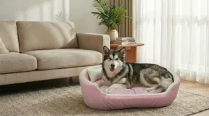 dog bed, premium dog bed, orthopedic dog bed, soft dog bed, pet bed for dogs, comfortable dog bed, washable dog bed, dog bed with cushion, premium orthopedic dog bed for large dogs, soft and comfortable dog bed with cushion, durable dog bed with PU foam support, luxury pet bed for small and medium dogs, breathable dog bed for summer and winter, stylish modern dog bed for home, lightweight dog bed easy to carry, dog bed with bone shape pillow, buy dog bed online India, best dog bed for home use, affordable premium dog bed, high quality pet bed India, dog bed under budget, cozy dog bed, luxury pet comfort bed, soft plush dog bed, designer dog bed, pet sleeping bed, dog sofa bed, dog lounger bed, pet sofa bed, round dog bed, donut dog bed, calming dog bed, anti anxiety dog bed, raised edge dog bed, bolster dog bed, dog bed with side support, dog bed with high walls, puppy bed, small dog bed, medium dog bed, large dog bed, extra large dog bed, indoor dog bed, home pet bed, dog sleeping cushion, thick padded dog bed, fluffy dog bed, soft foam dog bed, PU foam dog bed, fiber filled dog bed, eco friendly dog bed, skin friendly dog bed, hypoallergenic dog bed, non toxic pet bed, durable pet bedding, long lasting dog bed, tear resistant dog bed, chew resistant dog bed, easy to clean dog bed, machine washable pet bed, removable cover dog bed, portable dog bed, travel dog bed, foldable dog bed, lightweight pet bed, luxury dog sofa, premium pet mattress, designer pet furniture, modern pet bed, aesthetic dog bed, comfortable pet mattress, pet relaxation bed, cozy pet nest, warm dog bed for winter, cool breathable dog bed for summer, all season dog bed, anti slip base dog bed, waterproof dog bed, indoor luxury pet bed, dog bed for crate, dog bed for living room, pet accessories dog bed, best selling dog bed, trending pet products, affordable pet bedding India, online pet supplies India