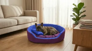 dog bed, premium dog bed, orthopedic dog bed, soft dog bed, pet bed for dogs, comfortable dog bed, washable dog bed, dog bed with cushion, premium orthopedic dog bed for large dogs, soft and comfortable dog bed with cushion, durable dog bed with PU foam support, luxury pet bed for small and medium dogs, breathable dog bed for summer and winter, stylish modern dog bed for home, lightweight dog bed easy to carry, dog bed with bone shape pillow, buy dog bed online India, best dog bed for home use, affordable premium dog bed, high quality pet bed India, dog bed under budget, cozy dog bed, luxury pet comfort bed, soft plush dog bed, designer dog bed, pet sleeping bed, dog sofa bed, dog lounger bed, pet sofa bed, round dog bed, donut dog bed, calming dog bed, anti anxiety dog bed, raised edge dog bed, bolster dog bed, dog bed with side support, dog bed with high walls, puppy bed, small dog bed, medium dog bed, large dog bed, extra large dog bed, indoor dog bed, home pet bed, dog sleeping cushion, thick padded dog bed, fluffy dog bed, soft foam dog bed, PU foam dog bed, fiber filled dog bed, eco friendly dog bed, skin friendly dog bed, hypoallergenic dog bed, non toxic pet bed, durable pet bedding, long lasting dog bed, tear resistant dog bed, chew resistant dog bed, easy to clean dog bed, machine washable pet bed, removable cover dog bed, portable dog bed, travel dog bed, foldable dog bed, lightweight pet bed, luxury dog sofa, premium pet mattress, designer pet furniture, modern pet bed, aesthetic dog bed, comfortable pet mattress, pet relaxation bed, cozy pet nest, warm dog bed for winter, cool breathable dog bed for summer, all season dog bed, anti slip base dog bed, waterproof dog bed, indoor luxury pet bed, dog bed for crate, dog bed for living room, pet accessories dog bed, best selling dog bed, trending pet products, affordable pet bedding India, online pet supplies India