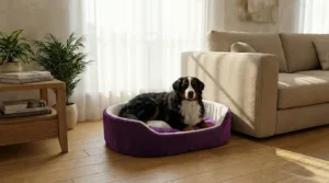 dog bed, premium dog bed, orthopedic dog bed, soft dog bed, pet bed for dogs, comfortable dog bed, washable dog bed, dog bed with cushion, premium orthopedic dog bed for large dogs, soft and comfortable dog bed with cushion, durable dog bed with PU foam support, luxury pet bed for small and medium dogs, breathable dog bed for summer and winter, stylish modern dog bed for home, lightweight dog bed easy to carry, dog bed with bone shape pillow, buy dog bed online India, best dog bed for home use, affordable premium dog bed, high quality pet bed India, dog bed under budget, cozy dog bed, luxury pet comfort bed, soft plush dog bed, designer dog bed, pet sleeping bed, dog sofa bed, dog lounger bed, pet sofa bed, round dog bed, donut dog bed, calming dog bed, anti anxiety dog bed, raised edge dog bed, bolster dog bed, dog bed with side support, dog bed with high walls, puppy bed, small dog bed, medium dog bed, large dog bed, extra large dog bed, indoor dog bed, home pet bed, dog sleeping cushion, thick padded dog bed, fluffy dog bed, soft foam dog bed, PU foam dog bed, fiber filled dog bed, eco friendly dog bed, skin friendly dog bed, hypoallergenic dog bed, non toxic pet bed, durable pet bedding, long lasting dog bed, tear resistant dog bed, chew resistant dog bed, easy to clean dog bed, machine washable pet bed, removable cover dog bed, portable dog bed, travel dog bed, foldable dog bed, lightweight pet bed, luxury dog sofa, premium pet mattress, designer pet furniture, modern pet bed, aesthetic dog bed, comfortable pet mattress, pet relaxation bed, cozy pet nest, warm dog bed for winter, cool breathable dog bed for summer, all season dog bed, anti slip base dog bed, waterproof dog bed, indoor luxury pet bed, dog bed for crate, dog bed for living room, pet accessories dog bed, best selling dog bed, trending pet products, affordable pet bedding India, online pet supplies India