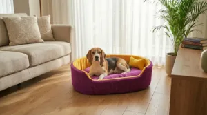 dog bed, premium dog bed, orthopedic dog bed, soft dog bed, pet bed for dogs, comfortable dog bed, washable dog bed, dog bed with cushion, premium orthopedic dog bed for large dogs, soft and comfortable dog bed with cushion, durable dog bed with PU foam support, luxury pet bed for small and medium dogs, breathable dog bed for summer and winter, stylish modern dog bed for home, lightweight dog bed easy to carry, dog bed with bone shape pillow, buy dog bed online India, best dog bed for home use, affordable premium dog bed, high quality pet bed India, dog bed under budget, cozy dog bed, luxury pet comfort bed, soft plush dog bed, designer dog bed, pet sleeping bed, dog sofa bed, dog lounger bed, pet sofa bed, round dog bed, donut dog bed, calming dog bed, anti anxiety dog bed, raised edge dog bed, bolster dog bed, dog bed with side support, dog bed with high walls, puppy bed, small dog bed, medium dog bed, large dog bed, extra large dog bed, indoor dog bed, home pet bed, dog sleeping cushion, thick padded dog bed, fluffy dog bed, soft foam dog bed, PU foam dog bed, fiber filled dog bed, eco friendly dog bed, skin friendly dog bed, hypoallergenic dog bed, non toxic pet bed, durable pet bedding, long lasting dog bed, tear resistant dog bed, chew resistant dog bed, easy to clean dog bed, machine washable pet bed, removable cover dog bed, portable dog bed, travel dog bed, foldable dog bed, lightweight pet bed, luxury dog sofa, premium pet mattress, designer pet furniture, modern pet bed, aesthetic dog bed, comfortable pet mattress, pet relaxation bed, cozy pet nest, warm dog bed for winter, cool breathable dog bed for summer, all season dog bed, anti slip base dog bed, waterproof dog bed, indoor luxury pet bed, dog bed for crate, dog bed for living room, pet accessories dog bed, best selling dog bed, trending pet products, affordable pet bedding India, online pet supplies India