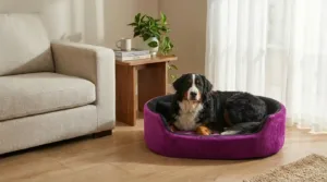 dog bed, premium dog bed, orthopedic dog bed, soft dog bed, pet bed for dogs, comfortable dog bed, washable dog bed, dog bed with cushion, premium orthopedic dog bed for large dogs, soft and comfortable dog bed with cushion, durable dog bed with PU foam support, luxury pet bed for small and medium dogs, breathable dog bed for summer and winter, stylish modern dog bed for home, lightweight dog bed easy to carry, dog bed with bone shape pillow, buy dog bed online India, best dog bed for home use, affordable premium dog bed, high quality pet bed India, dog bed under budget, cozy dog bed, luxury pet comfort bed, soft plush dog bed, designer dog bed, pet sleeping bed, dog sofa bed, dog lounger bed, pet sofa bed, round dog bed, donut dog bed, calming dog bed, anti anxiety dog bed, raised edge dog bed, bolster dog bed, dog bed with side support, dog bed with high walls, puppy bed, small dog bed, medium dog bed, large dog bed, extra large dog bed, indoor dog bed, home pet bed, dog sleeping cushion, thick padded dog bed, fluffy dog bed, soft foam dog bed, PU foam dog bed, fiber filled dog bed, eco friendly dog bed, skin friendly dog bed, hypoallergenic dog bed, non toxic pet bed, durable pet bedding, long lasting dog bed, tear resistant dog bed, chew resistant dog bed, easy to clean dog bed, machine washable pet bed, removable cover dog bed, portable dog bed, travel dog bed, foldable dog bed, lightweight pet bed, luxury dog sofa, premium pet mattress, designer pet furniture, modern pet bed, aesthetic dog bed, comfortable pet mattress, pet relaxation bed, cozy pet nest, warm dog bed for winter, cool breathable dog bed for summer, all season dog bed, anti slip base dog bed, waterproof dog bed, indoor luxury pet bed, dog bed for crate, dog bed for living room, pet accessories dog bed, best selling dog bed, trending pet products, affordable pet bedding India, online pet supplies India
