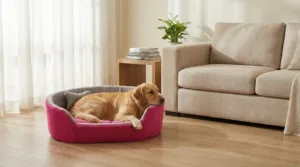 dog bed, premium dog bed, orthopedic dog bed, soft dog bed, pet bed for dogs, comfortable dog bed, washable dog bed, dog bed with cushion, premium orthopedic dog bed for large dogs, soft and comfortable dog bed with cushion, durable dog bed with PU foam support, luxury pet bed for small and medium dogs, breathable dog bed for summer and winter, stylish modern dog bed for home, lightweight dog bed easy to carry, dog bed with bone shape pillow, buy dog bed online India, best dog bed for home use, affordable premium dog bed, high quality pet bed India, dog bed under budget, cozy dog bed, luxury pet comfort bed, soft plush dog bed, designer dog bed, pet sleeping bed, dog sofa bed, dog lounger bed, pet sofa bed, round dog bed, donut dog bed, calming dog bed, anti anxiety dog bed, raised edge dog bed, bolster dog bed, dog bed with side support, dog bed with high walls, puppy bed, small dog bed, medium dog bed, large dog bed, extra large dog bed, indoor dog bed, home pet bed, dog sleeping cushion, thick padded dog bed, fluffy dog bed, soft foam dog bed, PU foam dog bed, fiber filled dog bed, eco friendly dog bed, skin friendly dog bed, hypoallergenic dog bed, non toxic pet bed, durable pet bedding, long lasting dog bed, tear resistant dog bed, chew resistant dog bed, easy to clean dog bed, machine washable pet bed, removable cover dog bed, portable dog bed, travel dog bed, foldable dog bed, lightweight pet bed, luxury dog sofa, premium pet mattress, designer pet furniture, modern pet bed, aesthetic dog bed, comfortable pet mattress, pet relaxation bed, cozy pet nest, warm dog bed for winter, cool breathable dog bed for summer, all season dog bed, anti slip base dog bed, waterproof dog bed, indoor luxury pet bed, dog bed for crate, dog bed for living room, pet accessories dog bed, best selling dog bed, trending pet products, affordable pet bedding India, online pet supplies India