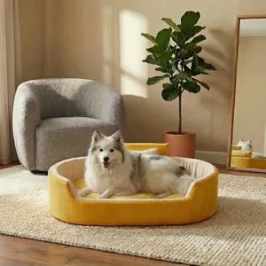 Bolster Orthopedic Dog Bed, dog bed, premium dog bed, orthopedic dog bed, soft dog bed, pet bed for dogs, comfortable dog bed, washable dog bed, dog bed with cushion, premium orthopedic dog bed for large dogs, soft and comfortable dog bed with cushion, durable dog bed with PU foam support, luxury pet bed for small and medium dogs, breathable dog bed for summer and winter, stylish modern dog bed for home, lightweight dog bed easy to carry, dog bed with bone shape pillow, buy dog bed online India, best dog bed for home use, affordable premium dog bed, high quality pet bed India, dog bed under budget, cozy dog bed, luxury pet comfort bed, soft plush dog bed, designer dog bed, pet sleeping bed, dog sofa bed, dog lounger bed, pet sofa bed, round dog bed, donut dog bed, calming dog bed, anti anxiety dog bed, raised edge dog bed, bolster dog bed, dog bed with side support, dog bed with high walls, puppy bed, small dog bed, medium dog bed, large dog bed, extra large dog bed, indoor dog bed, home pet bed, dog sleeping cushion, thick padded dog bed, fluffy dog bed, soft foam dog bed, PU foam dog bed, fiber filled dog bed, eco friendly dog bed, skin friendly dog bed, hypoallergenic dog bed, non toxic pet bed, durable pet bedding, long lasting dog bed, tear resistant dog bed, chew resistant dog bed, easy to clean dog bed, machine washable pet bed, removable cover dog bed, portable dog bed, travel dog bed, foldable dog bed, lightweight pet bed, luxury dog sofa, premium pet mattress, designer pet furniture, modern pet bed, aesthetic dog bed, comfortable pet mattress, pet relaxation bed, cozy pet nest, warm dog bed for winter, cool breathable dog bed for summer, all season dog bed, anti slip base dog bed, waterproof dog bed, indoor luxury pet bed, dog bed for crate, dog bed for living room, pet accessories dog bed, best selling dog bed, trending pet products, affordable pet bedding India, online pet supplies India
