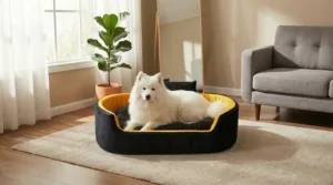Bolster Orthopedic Dog Bed, dog bed, premium dog bed, orthopedic dog bed, soft dog bed, pet bed for dogs, comfortable dog bed, washable dog bed, dog bed with cushion, premium orthopedic dog bed for large dogs, soft and comfortable dog bed with cushion, durable dog bed with PU foam support, luxury pet bed for small and medium dogs, breathable dog bed for summer and winter, stylish modern dog bed for home, lightweight dog bed easy to carry, dog bed with bone shape pillow, buy dog bed online India, best dog bed for home use, affordable premium dog bed, high quality pet bed India, dog bed under budget, cozy dog bed, luxury pet comfort bed, soft plush dog bed, designer dog bed, pet sleeping bed, dog sofa bed, dog lounger bed, pet sofa bed, round dog bed, donut dog bed, calming dog bed, anti anxiety dog bed, raised edge dog bed, bolster dog bed, dog bed with side support, dog bed with high walls, puppy bed, small dog bed, medium dog bed, large dog bed, extra large dog bed, indoor dog bed, home pet bed, dog sleeping cushion, thick padded dog bed, fluffy dog bed, soft foam dog bed, PU foam dog bed, fiber filled dog bed, eco friendly dog bed, skin friendly dog bed, hypoallergenic dog bed, non toxic pet bed, durable pet bedding, long lasting dog bed, tear resistant dog bed, chew resistant dog bed, easy to clean dog bed, machine washable pet bed, removable cover dog bed, portable dog bed, travel dog bed, foldable dog bed, lightweight pet bed, luxury dog sofa, premium pet mattress, designer pet furniture, modern pet bed, aesthetic dog bed, comfortable pet mattress, pet relaxation bed, cozy pet nest, warm dog bed for winter, cool breathable dog bed for summer, all season dog bed, anti slip base dog bed, waterproof dog bed, indoor luxury pet bed, dog bed for crate, dog bed for living room, pet accessories dog bed, best selling dog bed, trending pet products, affordable pet bedding India, online pet supplies India