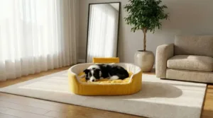 Bolster Orthopedic Dog Bed, dog bed, premium dog bed, orthopedic dog bed, soft dog bed, pet bed for dogs, comfortable dog bed, washable dog bed, dog bed with cushion, premium orthopedic dog bed for large dogs, soft and comfortable dog bed with cushion, durable dog bed with PU foam support, luxury pet bed for small and medium dogs, breathable dog bed for summer and winter, stylish modern dog bed for home, lightweight dog bed easy to carry, dog bed with bone shape pillow, buy dog bed online India, best dog bed for home use, affordable premium dog bed, high quality pet bed India, dog bed under budget, cozy dog bed, luxury pet comfort bed, soft plush dog bed, designer dog bed, pet sleeping bed, dog sofa bed, dog lounger bed, pet sofa bed, round dog bed, donut dog bed, calming dog bed, anti anxiety dog bed, raised edge dog bed, bolster dog bed, dog bed with side support, dog bed with high walls, puppy bed, small dog bed, medium dog bed, large dog bed, extra large dog bed, indoor dog bed, home pet bed, dog sleeping cushion, thick padded dog bed, fluffy dog bed, soft foam dog bed, PU foam dog bed, fiber filled dog bed, eco friendly dog bed, skin friendly dog bed, hypoallergenic dog bed, non toxic pet bed, durable pet bedding, long lasting dog bed, tear resistant dog bed, chew resistant dog bed, easy to clean dog bed, machine washable pet bed, removable cover dog bed, portable dog bed, travel dog bed, foldable dog bed, lightweight pet bed, luxury dog sofa, premium pet mattress, designer pet furniture, modern pet bed, aesthetic dog bed, comfortable pet mattress, pet relaxation bed, cozy pet nest, warm dog bed for winter, cool breathable dog bed for summer, all season dog bed, anti slip base dog bed, waterproof dog bed, indoor luxury pet bed, dog bed for crate, dog bed for living room, pet accessories dog bed, best selling dog bed, trending pet products, affordable pet bedding India, online pet supplies India
